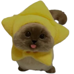 :Chat_etoile_langue: