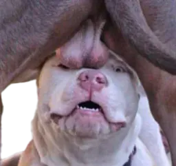 :couille2chien: