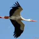 OiseauMigrateur
