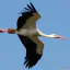 OiseauMigrateur