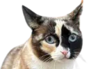 :chat-carton: