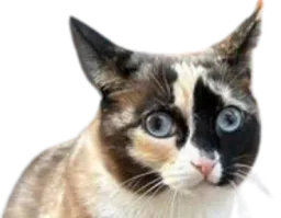 :chat-carton: