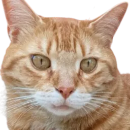 :Chat_Seulet: