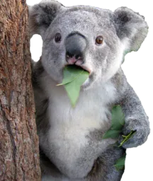 :koala:
