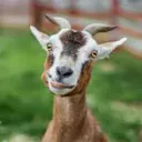 GOAT2Onche