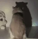 :Chat_ombre_danse_: