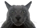 :BabChad: