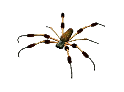 :spider-man: