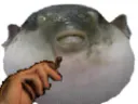 :Poisson_fume:
