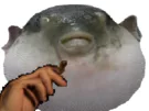 :Poisson_fume: