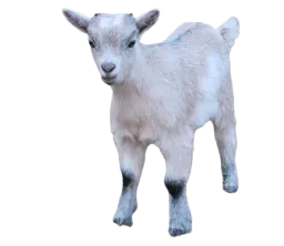 :chevrezehef: