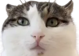 :chat_menfous:
