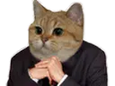:chat_zemmour: