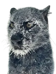 :Chatneige: