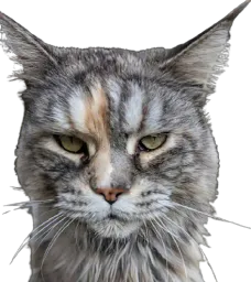 :Chat_LapinZinzolin: