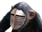 :Singe_2: