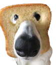 :Chien_toast: