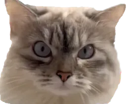 :chatvener: