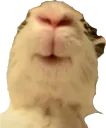 :lapinbain:
