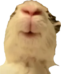 :lapinbain:
