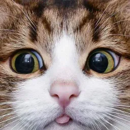 :Chat_copain_1: