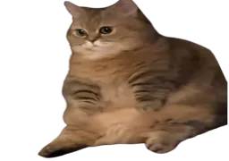 :chato_gros: