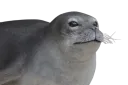 :Phoque_moine_caraibe:
