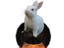 :Lapin_puceau: