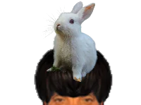 :Lapin_puceau:
