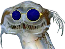 :poissonready: