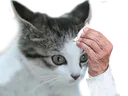 :Ahi12: