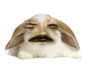 :LapinBelier: