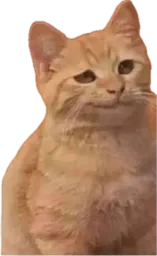 :Chat_chad: