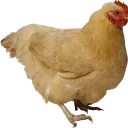 Poulette