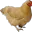 Photo de profil de Poulette