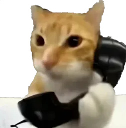 :Allo_chatva: