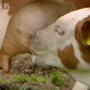 :teter_lait:
