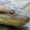 Anaconda
