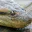Photo de profil de Anaconda