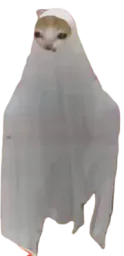 :chat_fantome: