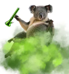 :KoalaBong: