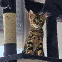 Miaouss