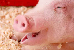 :CochonRiant: