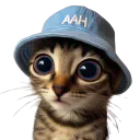 :Chaton_mignon_aah: