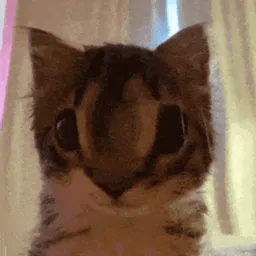 :eh_: