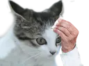 :chat_sueur_: