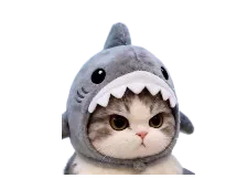 :Domi_Requin:
