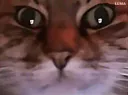 :chat_zoom_triste: