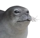 :Phoque_zoom: