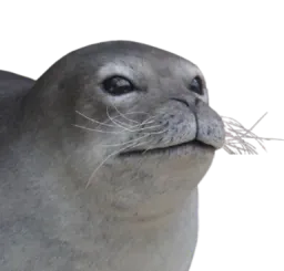 :Phoque_zoom: